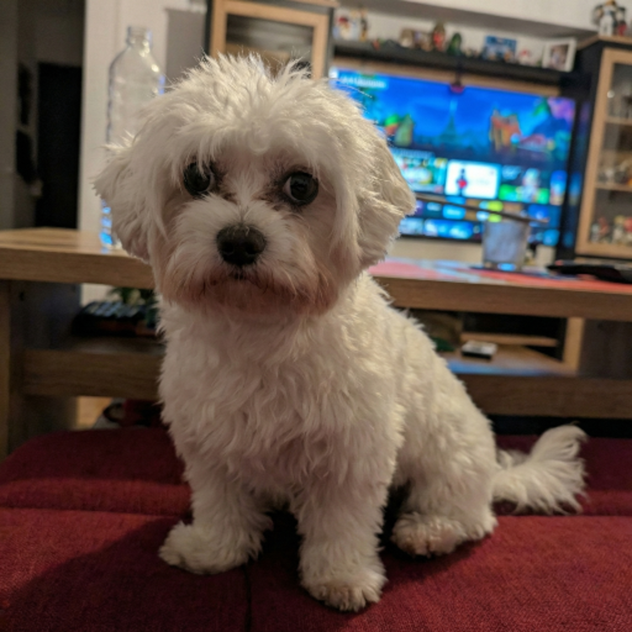 Paso 1: Foto Original